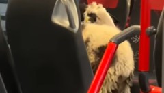 Tierischer Fahrgast ohne Ticket – die Kontrolle der Polizei soll nicht ganz ohne Diskussion ...