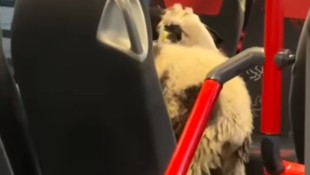 Tierischer Fahrgast ohne Ticket – die Kontrolle der Polizei soll nicht ganz ohne Diskussion ...