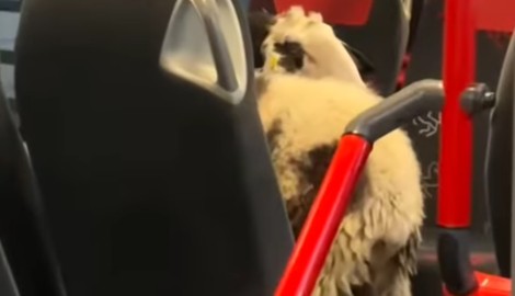 Tierischer Fahrgast ohne Ticket – die Kontrolle der Polizei soll nicht ganz ohne Diskussion ...
