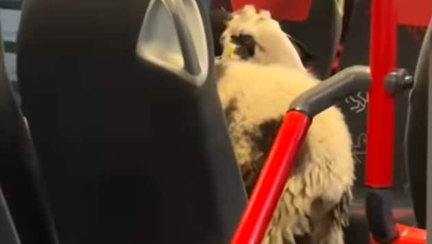 Tierischer Fahrgast ohne Ticket – die Kontrolle der Polizei soll nicht ganz ohne Diskussion ...