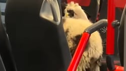 Tierischer Fahrgast ohne Ticket – die Kontrolle der Polizei soll nicht ganz ohne Diskussion ...