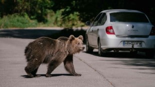 Die Bären in Russland näherten sich zuletzt immer häufiger den Menschen – jetzt wird die ...
