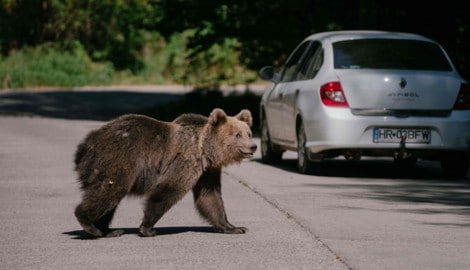 Die Bären in Russland näherten sich zuletzt immer häufiger den Menschen – jetzt wird die ...