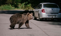 Die Bären in Russland näherten sich zuletzt immer häufiger den Menschen – jetzt wird die ...
