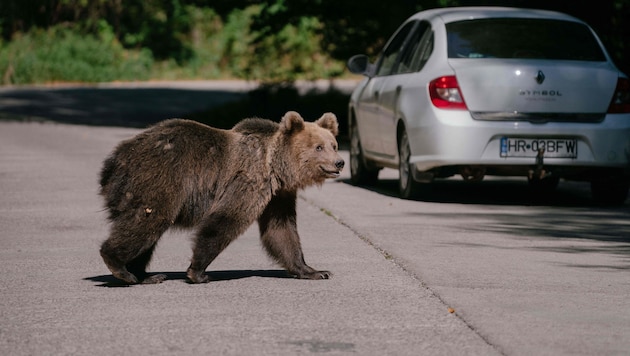 Die Bären in Russland näherten sich zuletzt immer häufiger den Menschen – jetzt wird die ...