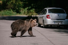 Die Bären in Russland näherten sich zuletzt immer häufiger den Menschen – jetzt wird die ...