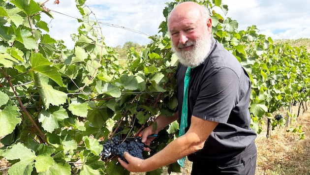Weinbauer Matthias Klikovits ist ein Pionier. Das gilt nicht nur für die heurige Traubenernte.