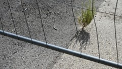 Wo früher Grün war, ist heute Beton: Nur mühsam findet die Natur noch einen Weg.