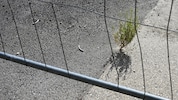 Wo früher Grün war, ist heute Beton: Nur mühsam findet die Natur noch einen Weg.
