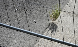 Wo früher Grün war, ist heute Beton: Nur mühsam findet die Natur noch einen Weg.