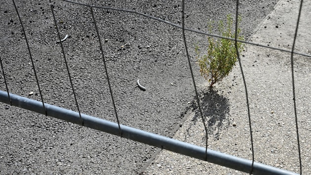 Wo früher Grün war, ist heute Beton: Nur mühsam findet die Natur noch einen Weg.