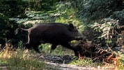 Ungewöhnliche Begegnung im oststeirischen  Wald: Eine Wildschweinrotte sucht vermutlich Wasser