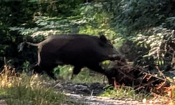 Ungewöhnliche Begegnung im oststeirischen  Wald: Eine Wildschweinrotte sucht vermutlich Wasser