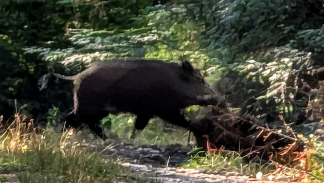 Ungewöhnliche Begegnung im oststeirischen Wald: Eine Wildschweinrotte sucht vermutlich Wasser