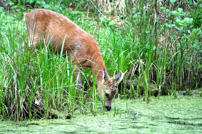 Ein seltener Anblick auf einer Wildkamera: ein Reh an einer Wasserstelle