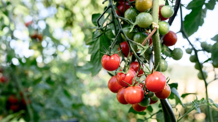 Frische Tomaten in Steindls Garten.