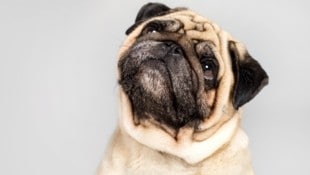 Kurze Nase, großes Leid: Beim Mops gehören Atemprobleme oft schon zur Rasse dazu. Das sollte ...