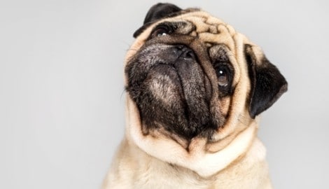Kurze Nase, großes Leid: Beim Mops gehören Atemprobleme oft schon zur Rasse dazu. Das sollte ...