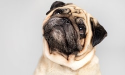Kurze Nase, großes Leid: Beim Mops gehören Atemprobleme oft schon zur Rasse dazu. Das sollte ...
