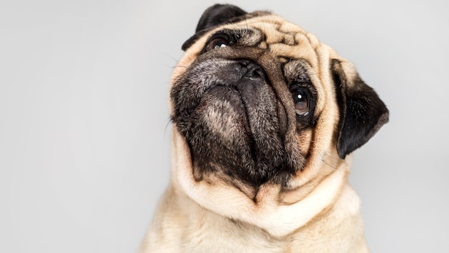 Kurze Nase, großes Leid: Beim Mops gehören Atemprobleme oft schon zur Rasse dazu. Das sollte ...