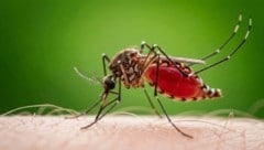 Eine Stechmücke kann das West-Nil-Virus übertragen. Konsequenter Mückenschutz soll das Risiko ...