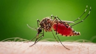 Eine Stechmücke kann das West-Nil-Virus übertragen. Konsequenter Mückenschutz soll das Risiko ...