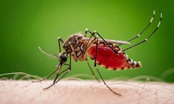 Eine Stechmücke kann das West-Nil-Virus übertragen. Konsequenter Mückenschutz soll das Risiko ...