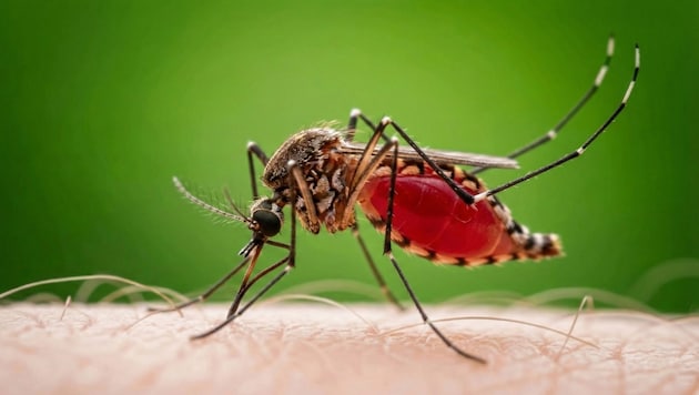 Eine Stechmücke kann das West-Nil-Virus übertragen. Konsequenter Mückenschutz soll das Risiko ...