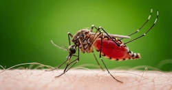 Eine Stechmücke kann das West-Nil-Virus übertragen. Konsequenter Mückenschutz soll das Risiko ...