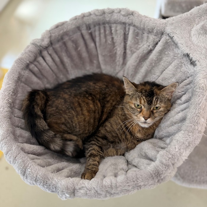 Katzendame Tigerle