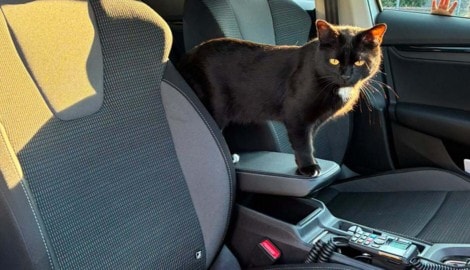Achtung, Katze im Einsatz!