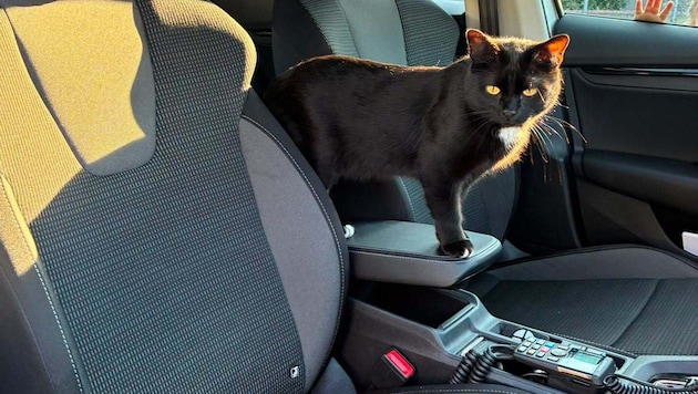 Achtung, Katze im Einsatz!