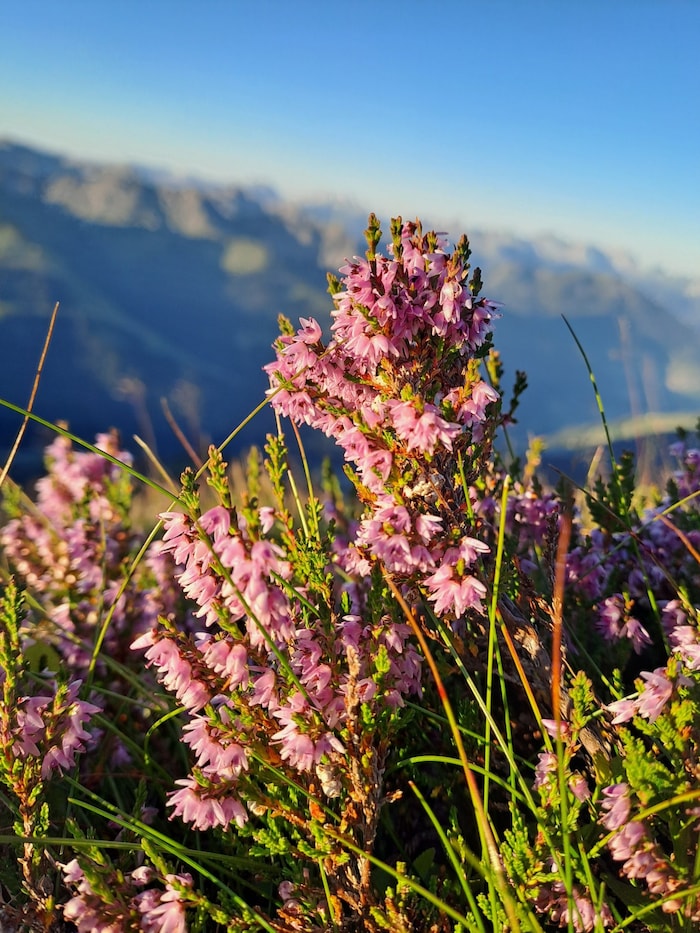 Die Besenheide sorgt bis in den Herbst hinein für farbliche Akzente in der alpinen Landschaft.