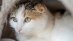 Schutzbedürftige Tiere brauchen eine laute Stimme.