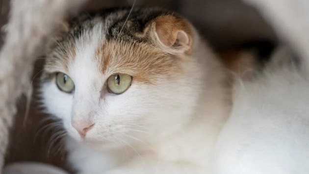 Schutzbedürftige Tiere brauchen eine laute Stimme.