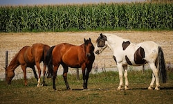 Bis zu sieben Kilo Heu frisst ein Pferd täglich.