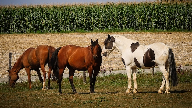 Bis zu sieben Kilo Heu frisst ein Pferd täglich.