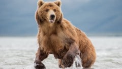 In Russland, dem flächenmäßig größten Land der Erde mit vielen Braun- und Eisbären, kommt es ...