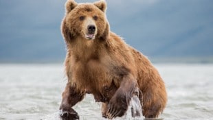 In Russland, dem flächenmäßig größten Land der Erde mit vielen Braun- und Eisbären, kommt es ...