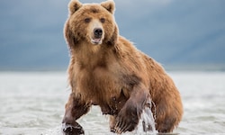 In Russland, dem flächenmäßig größten Land der Erde mit vielen Braun- und Eisbären, kommt es ...