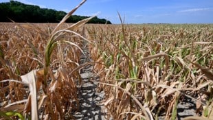 Die Dürre hat der Landwirtschaft massiv geschadet, doch wer springt dafür ein?
