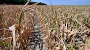 Die Dürre hat der Landwirtschaft massiv geschadet, doch wer springt dafür ein?