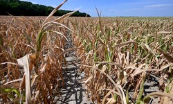 Die Dürre hat der Landwirtschaft massiv geschadet, doch wer springt dafür ein?