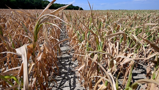 Die Dürre hat der Landwirtschaft massiv geschadet, doch wer springt dafür ein?