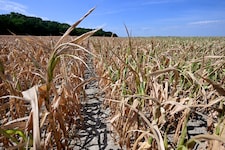 Die Dürre hat der Landwirtschaft massiv geschadet, doch wer springt dafür ein?