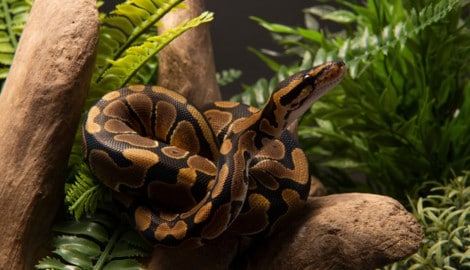 Die 23-jährige Python „Jodie“ ist nach einer neuartigen Krebsbehandlung wieder gesund. Die nach ...