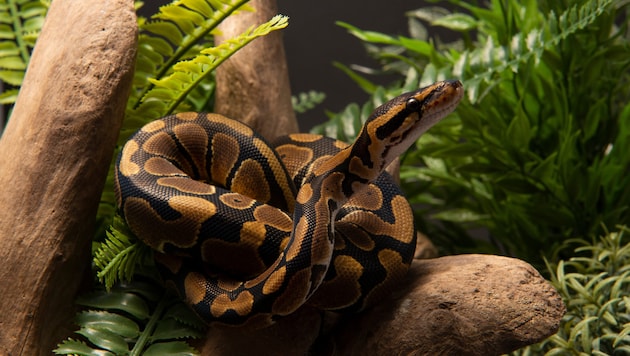 Die 23-jährige Python „Jodie“ ist nach einer neuartigen Krebsbehandlung wieder gesund. Die nach ...