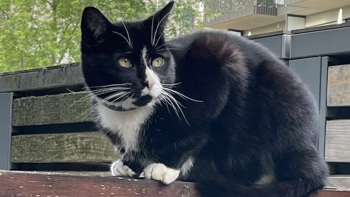 Minimi ist seit Ende Juli nicht mehr nach Hause gekommen.