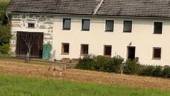 Der Wolf hatte sich auch in Reichenau im Mühlkreis einem Bauernhof genähert.