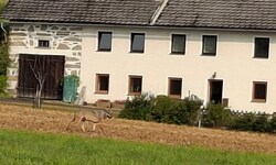 Der Wolf hatte sich auch in Reichenau im Mühlkreis einem Bauernhof genähert.